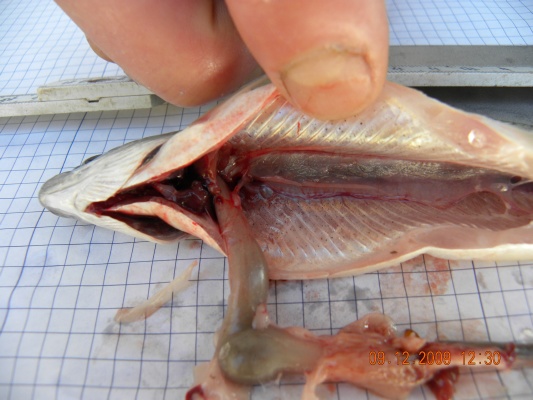 Probebefischung Dez.2009 020.jpg
